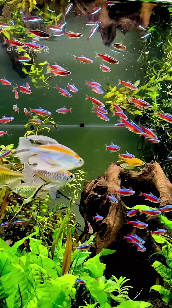 水族箱的魅力 美丽鱼，治愈心灵