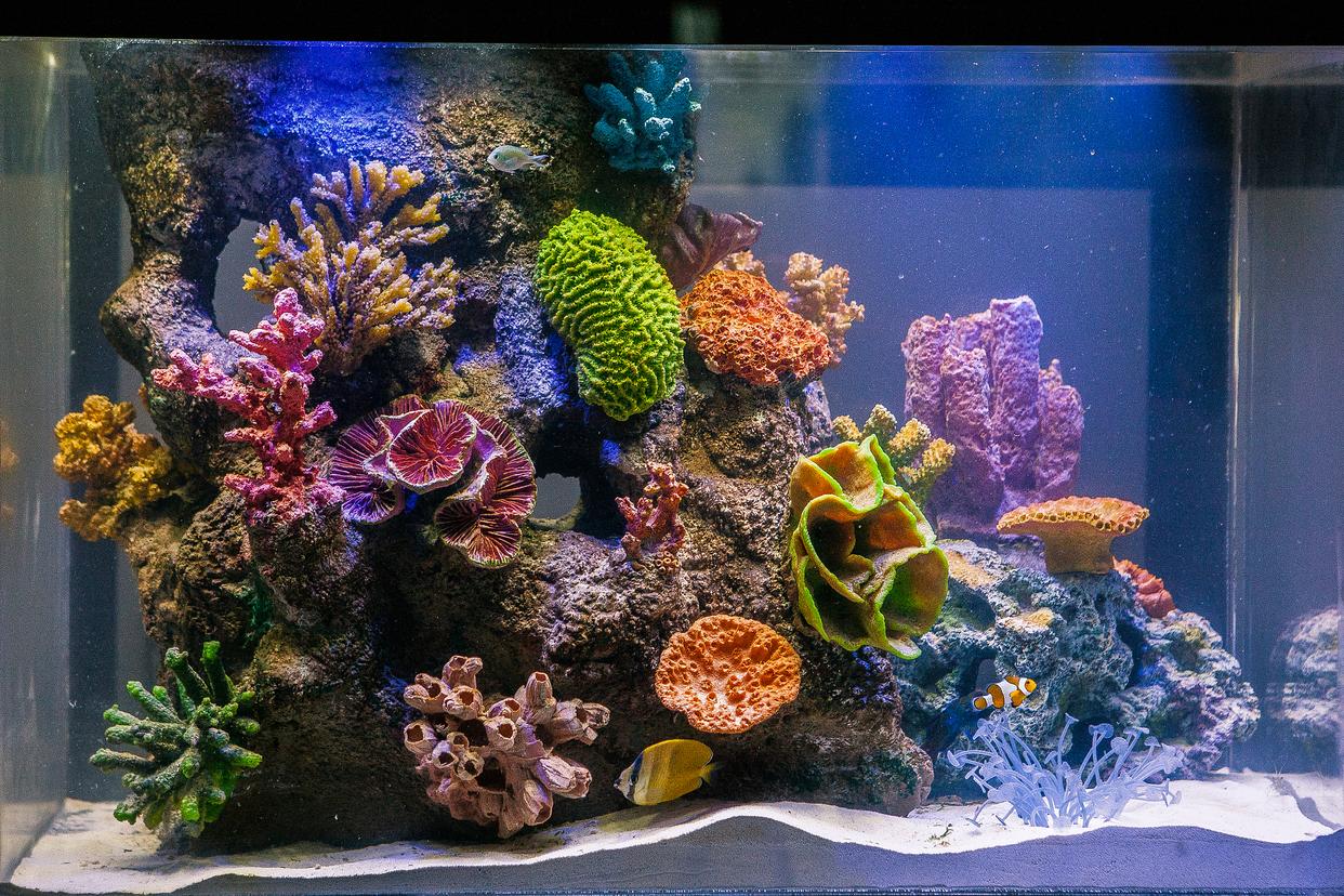 哪些鱼最好养？揭秘家庭水族箱的完美居民！