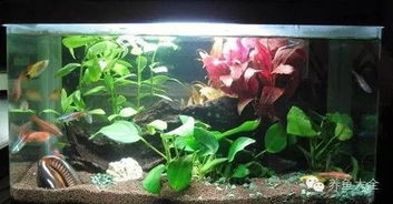 如何保养水族箱 打造健康水族生态的完整指南