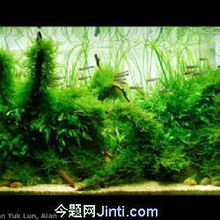 北京宠物天地 水族箱清洗与维护全攻略