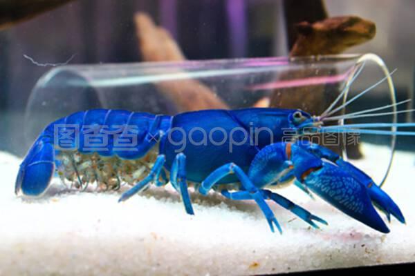 水族箱里的虾 小巧而迷人的水下清洁工