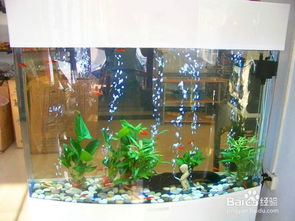 新手水族箱造景教程 打造属于你的水下世界